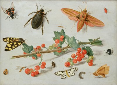 Una ramita de grosellas rojas con una polilla de halcón elefante, una polilla urraca y otros insectos, 1657 de Jan van Kessel the Elder